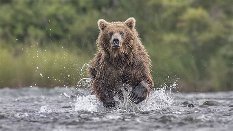 Brown Bear Photography of Alaska 2022 - Idube Photo Safaris