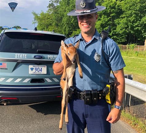 Massachusetts State Police trooper saves fawn - masslive.com