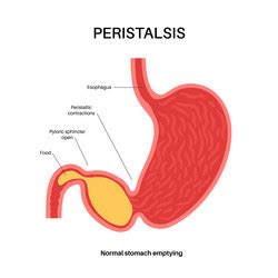 Peristalsis movement poster Royalty Free Vector Image