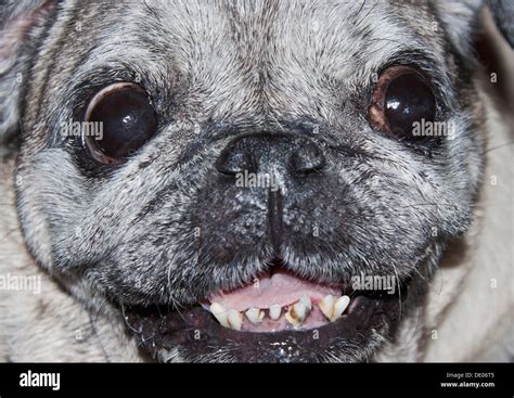 Cute Pug Teeth Problems - l2sanpiero