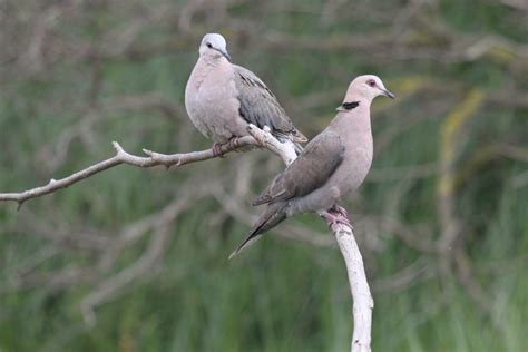 Red-Eyed Dove - Wildlife Den - South African And Australian Wildlife Photography