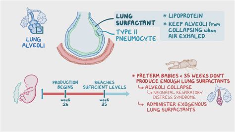 Lung surfactants and antenatal corticosteroids: Nursing pharmacology ...