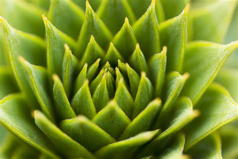 Green succulent HD wallpaper | Wallpaper Flare