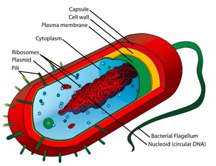 Glycocalyx Function & Structure | What is Glycocalyx? - Video & Lesson Transcript | Study.com