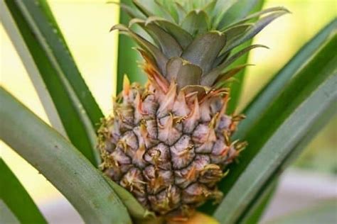 How to Grow Pineapples in a Cool Climate – Urban Garden Gal