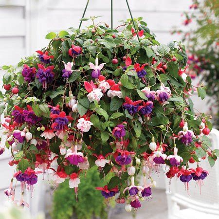 Growing Plants In Hanging Baskets