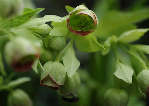 Stinking Hellebore: Plant Care & Growing Guide