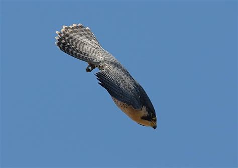 Peregrine Falcon Flying Speed