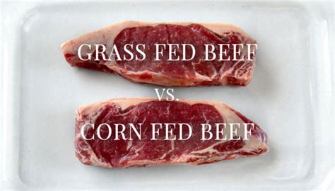 Grass Fed vs Grain Fed Beef - All Differences & Which is Better?