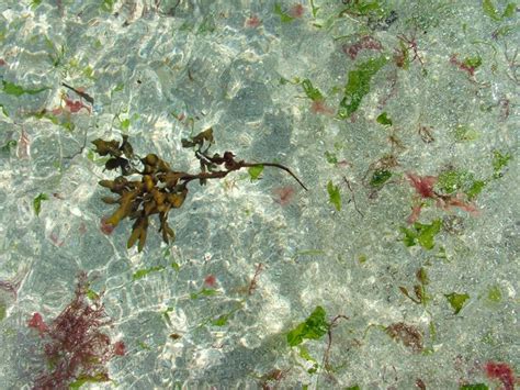 The Clear Waters of Colonsay (© Kate Oldfield) www.colonsayholidays.co.uk | Colonsay, Beautiful ...