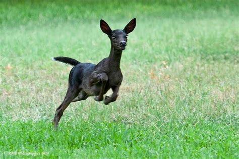 melanistic (black) fawn and other all black animals (Just like albino animals, but badass ...