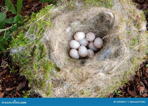 Nest with eggs stock image. Image of life, blue, dotted - 34959611