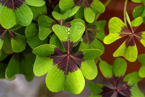 How to Grow and Care for Oxalis