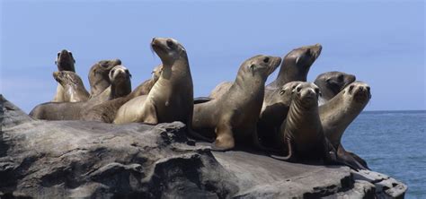 Seals, Sea Lions & Walruses | Nature | PBS