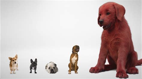 'Clifford the Big Red Dog' live-action movie trailer released | khou.com