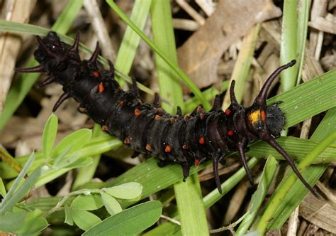 Pipevine Swallowtail caterpillar | This caterpillar was wand… | Flickr