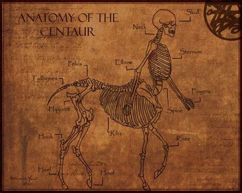 Skeleton of the Centaur - Skelett eines Zentauren | Centaur, Mythical creatures, Mythological ...