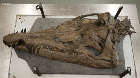 Pliosaur discovery: Gigantic skull of sea monster is found on the cliffs of Dorset's Jurassic ...