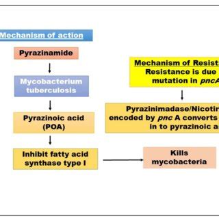 Mechanism of Action of streptomycin and mechanism of resistance... | Download Scientific Diagram