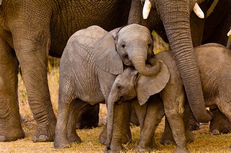 Baby Elephants, African Elephant herd, Camp Jabulani, Kapama Private Game Reserve, near Kruger ...