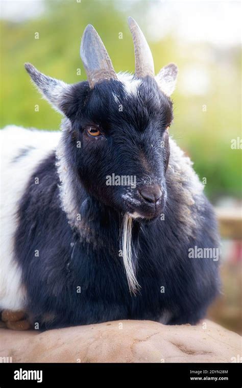 Cute black and white pygmy goat Stock Photo - Alamy