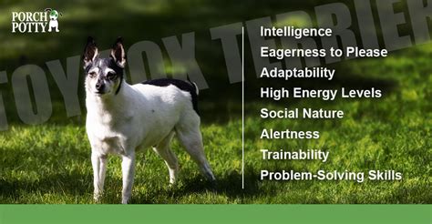 Potty Training Made Easy: Why Toy Fox Terriers Are Among the Top 15 Br – Porch Potty USA