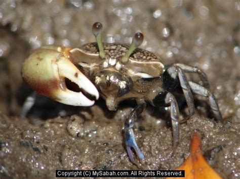 Borneo Fiddler Crabs, Sabah, Malaysia/fiddler-crab-dsc06737