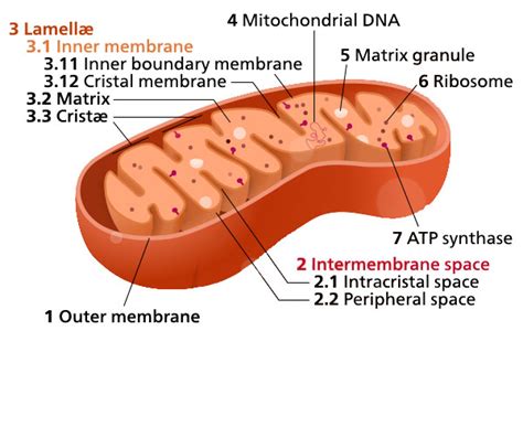 Mitochondria Electron Micrograph Labelled