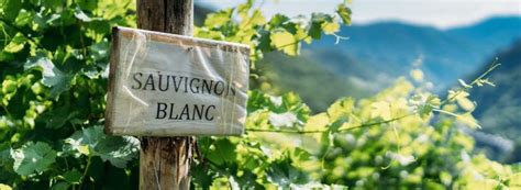 The World's Best Sauvignon Blancs | Wine-Searcher News & Features