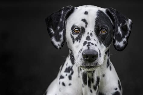 face, Black, White, Dog, Animals Wallpapers HD / Desktop and Mobile ...