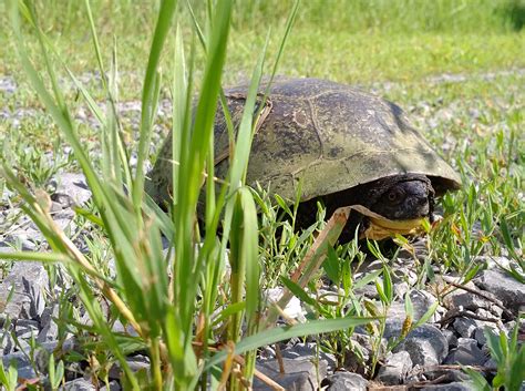 Shell shock: Ontario’s turtle emergency — Ducks Unlimited Canada