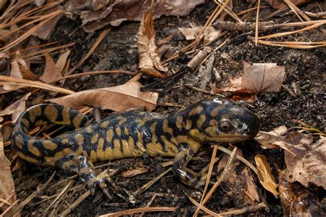 Barred Tiger Salamander Larvae