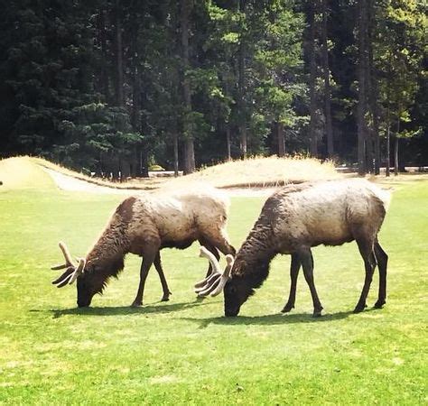 110 Beautiful Banff Wildlife Sightings ideas | wildlife, banff, banff national park