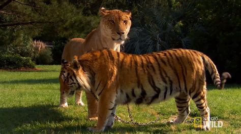 In Response to the World Largest Liger Post. Here's the Liger standing next t... | Rebrn.com