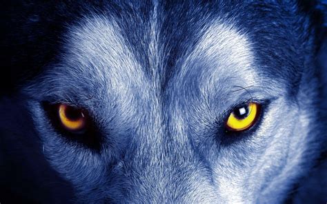 Blue Wolf Eyes Wallpapers - Top Free Blue Wolf Eyes Backgrounds ...