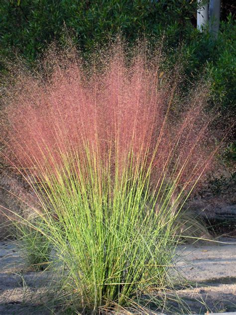 Pink Muhly Grass Home Design Ideas, Pictures, Remodel and Decor