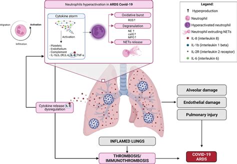 Neutrophil hyperactivation in ARDS COVID‐19. Neutrophil hyperactivation... | Download Scientific ...