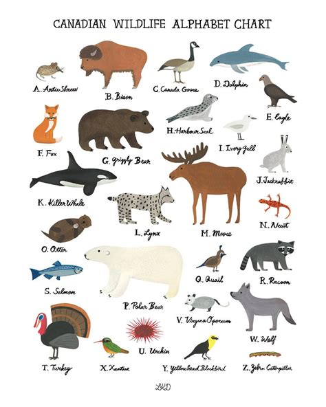 Canadian Wildlife Alphabet Chart - Etsy Canada | Canadian wildlife, Canadian animals, North ...