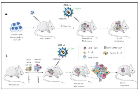 In Vivo Car T Cell Generation In Humanized Mice A Cord Blood Cd | Hot ...