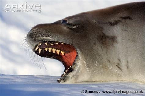 Crabeater Seal Teeth