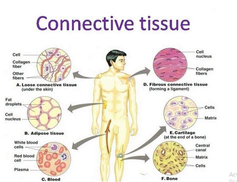 Connective tissues structure, types, function, fibers and ground ...