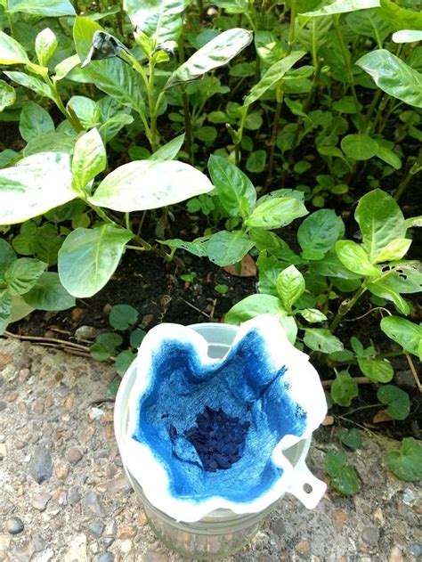 Indigo pigment | Interesting post about extracting indigo from homegrown plants | Flextiles ...