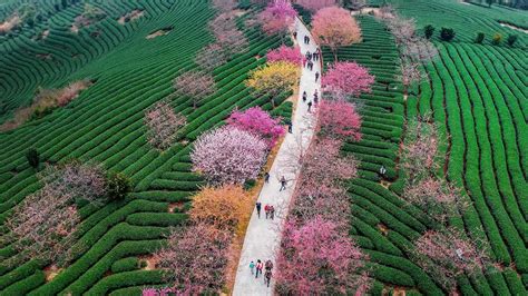 Blossoming cherry trees at a tea plantation in Longyan, China | Peapix