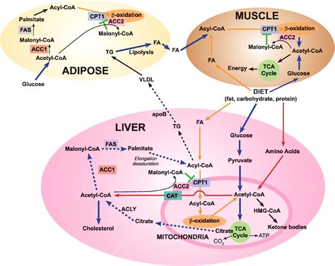 Fatty acid metabolism: target for metabolic syndrome