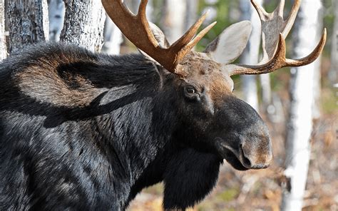 Epic Wildlife Watching in Maine - Visit Maine