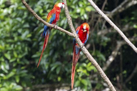 What to do in Tambopata National Reserve