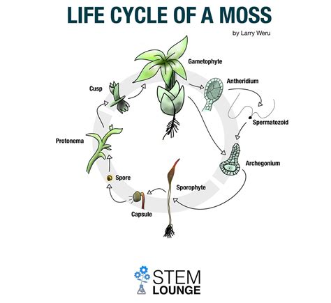 Life Cycle of a Moss - Infographic