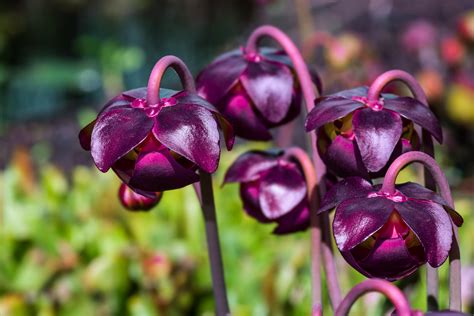 [OC] Sarracenia purpurea, purple pitcher plant, flowers [6000x4000] : r/BotanicalPorn