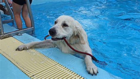 Top 8 Best Dog Pool Ramps, Steps & Ladders for Above Ground Pools!