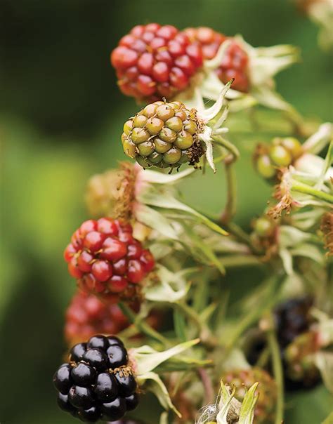 Blackberry Triple Crown | White Flower Farm